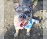 ROSIE - Female American Bulldog-Unknown Mix Dog for Adoption - Small photo