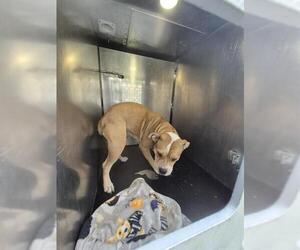 American Bulldog-Unknown Mix Dogs for adoption in San Antonio, TX, USA