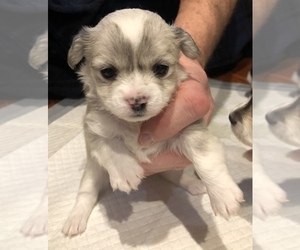 Chion Puppy for sale in HARVARD, IL, USA