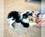 Small Photo #6 Miniature Australian Shepherd Puppy For Sale in BEATTY, OR, USA