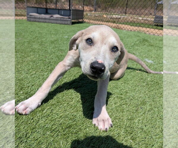 Medium Photo #2 Mutt Puppy For Sale in Vail, AZ, USA