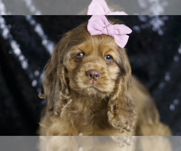 Medium Photo #1 Cocker Spaniel Puppy For Sale in WARSAW, IN, USA