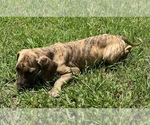 Small Photo #2 Great Dane Puppy For Sale in CLOVER, SC, USA