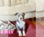 Small Photo #23 American Bully Puppy For Sale in LUBBOCK, TX, USA