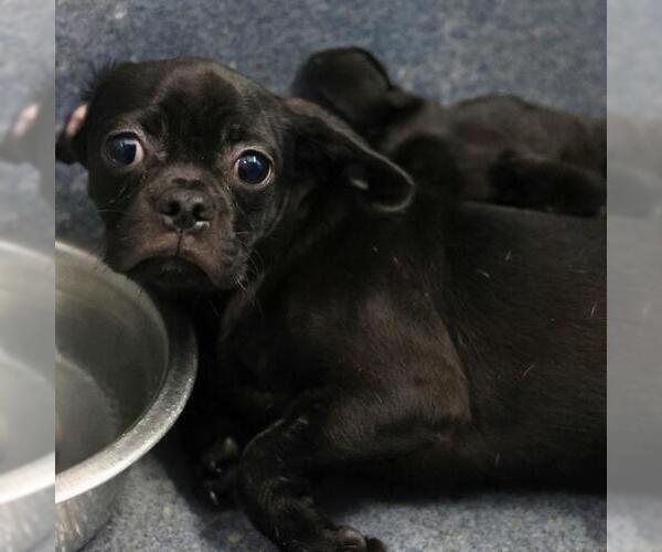 Medium Photo #1 Pug-Unknown Mix Puppy For Sale in San Antonio, TX, USA