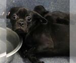 Small Pug Mix