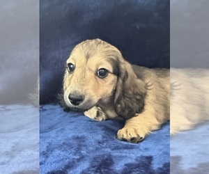 Dachshund Puppy for sale in MEMPHIS, TN, USA