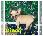 Small #1 French Bulldog