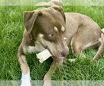 Small #3 Labrador Retriever Mix