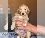 Puppy 6 Double Doodle