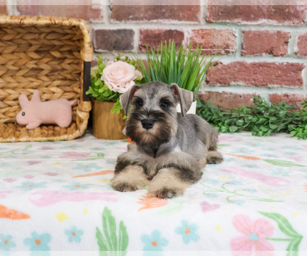 Medium Photo #8 Schnauzer (Miniature) Puppy For Sale in SYRACUSE, IN, USA