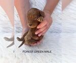 Small Photo #10 Goldendoodle (Miniature) Puppy For Sale in BAKERSFIELD, CA, USA