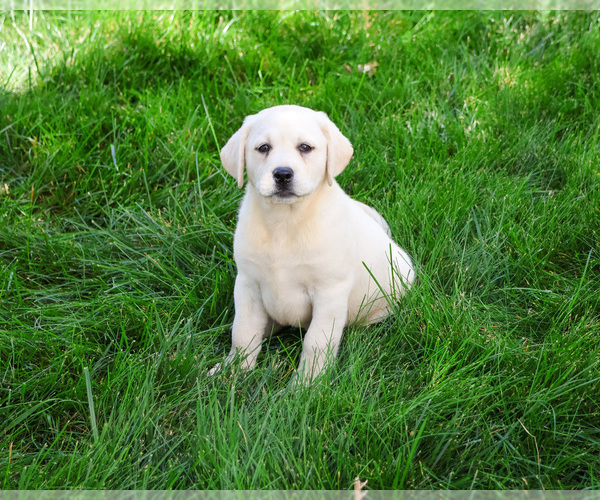 Medium Photo #13 Labrador Retriever Puppy For Sale in SYRACUSE, IN, USA