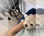 Small #13 Bichpoo