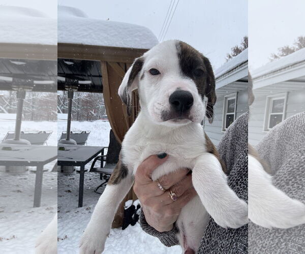 Medium Photo #1 American Staffordshire Terrier-Unknown Mix Puppy For Sale in Duluth, MN, USA