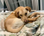 Small #2 Labrador Retriever Mix