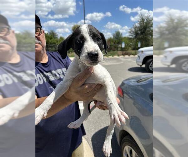 Medium Photo #1 Mutt Puppy For Sale in San Antonio, TX, USA
