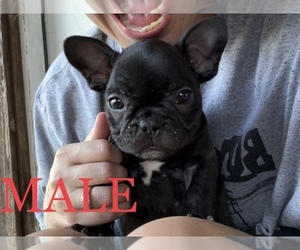 French Bulldog Puppy for sale in MUSKOGEE, OK, USA