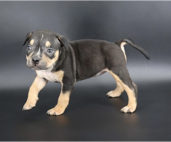 Medium Photo #2 American Bully Puppy For Sale in CHAMPAIGN, IL, USA