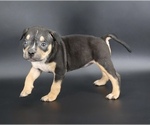 Small #1 American Bully