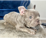 Small Photo #11 French Bulldog Puppy For Sale in MEMPHIS, TN, USA