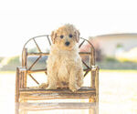 Puppy 12 Goldendoodle-Poodle (Miniature) Mix