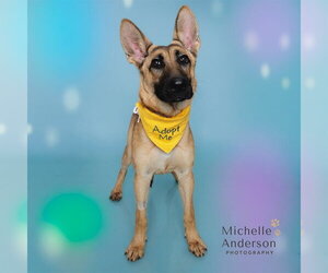 TRIXIE - Female German Shepherd Dog Dog for Adoption - Photo #2
