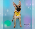 Small Photo #2 German Shepherd Dog Puppy For Sale in Corona, CA, USA