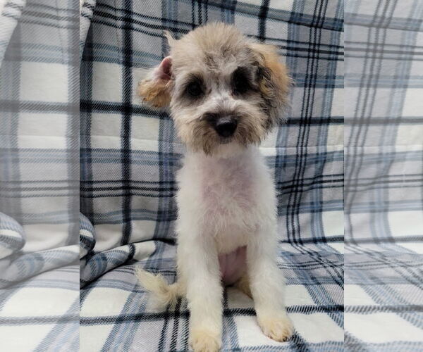 Medium Photo #4 Mutt Puppy For Sale in Lincolnwood, IL, USA