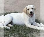 Small #2 Labrador Retriever Mix