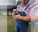 Small Photo #6 Australian Cattle Dog Puppy For Sale in CHAUNCEY, GA, USA
