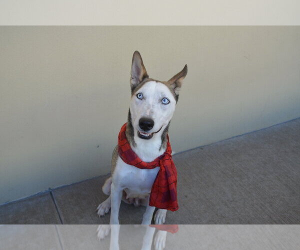 Medium Photo #2 Siberian Husky-Unknown Mix Puppy For Sale in McKinney, TX, USA