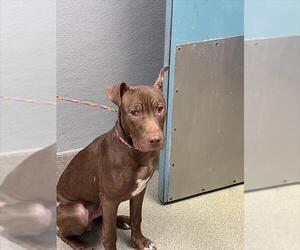 Labrador Retriever-Unknown Mix Dogs for adoption in Las Vegas, NV, USA