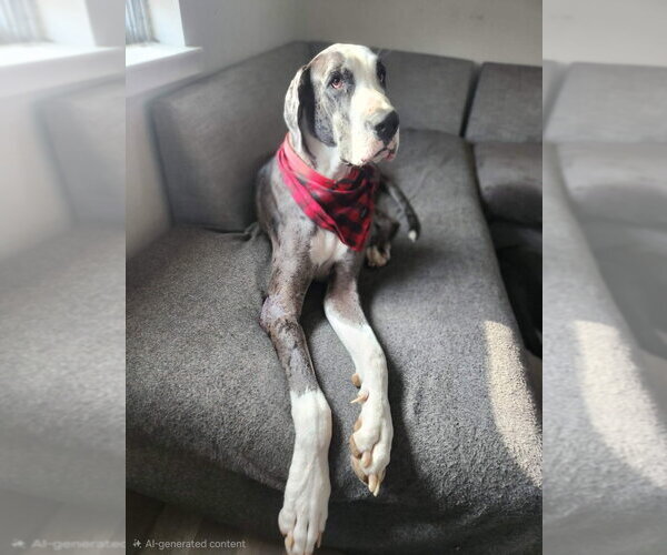 Medium Photo #3 Great Dane Puppy For Sale in Bullard, TX, USA