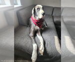 Small #2 Great Dane