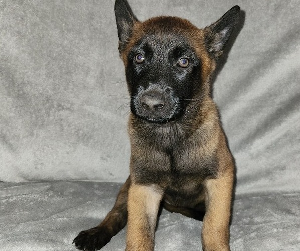 Medium Photo #1 Belgian Malinois Puppy For Sale in HOLLYWOOD, FL, USA