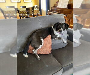 Ziggy - Female Border Collie-Unknown Mix Dog for Adoption - Photo #4