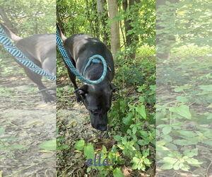 Ella - Female Mutt Dog for Adoption - Photo #3