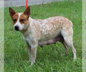 Red Heeler-Unknown Mix Dogs for adoption in Prattville, AL, USA