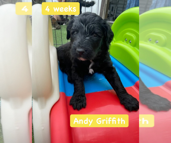 Medium Photo #2 Goldendoodle Puppy For Sale in DRIPPING SPGS, TX, USA