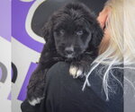 Small #3 Golden Retriever Mix