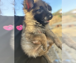 German Shepherd Dog Puppy for sale in DEL ROSA, CA, USA