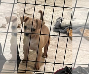 Chiweenie Puppy for sale in LODI, CA, USA