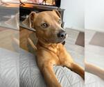 Small #1 American Staffordshire Terrier Mix