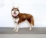 Small #1 Siberian Husky