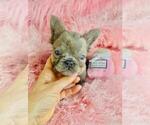 Small #4 French Bulldog