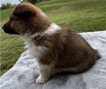 Small #4 Pembroke Welsh Corgi