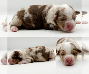 Miniature Australian Shepherd Puppy for sale in BROOKER, FL, USA