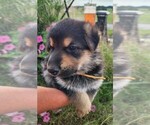 Puppy Venice Girl German Shepherd Dog
