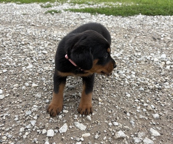 Medium Photo #4 Bernese Mountain Dog-Rottweiler Mix Puppy For Sale in SHEFFIELD, IL, USA